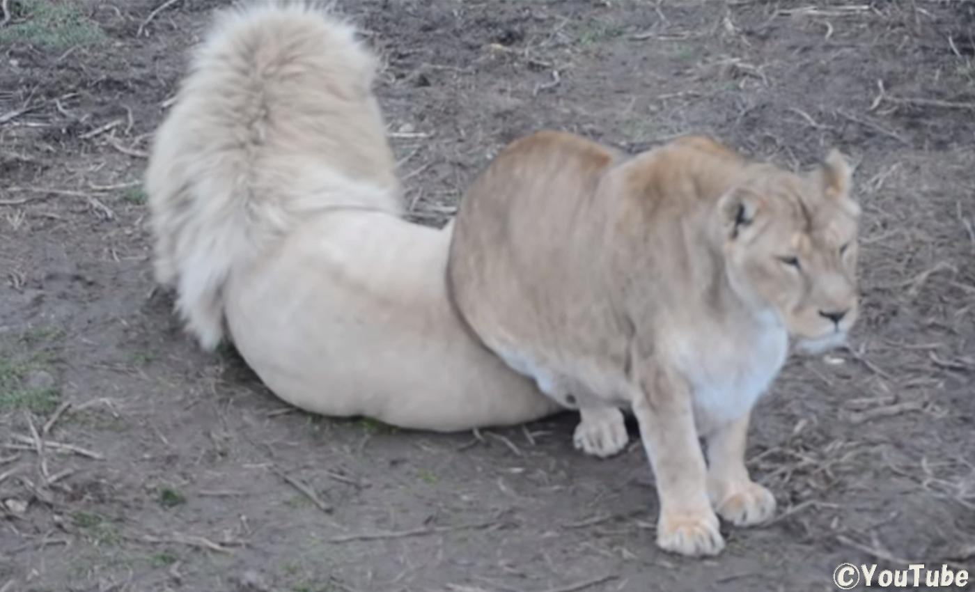 夫を尻に敷く妻 ホワイトライオンの夫婦 プレデターtv 肉食獣動画