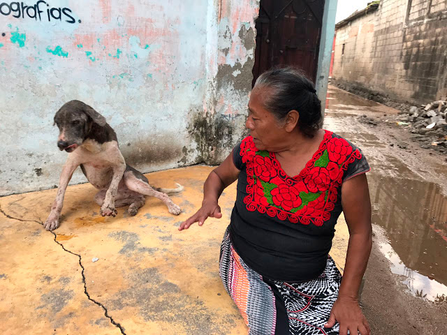 Mujer pide ayuda para su perro que resultó herido tras el sismo 