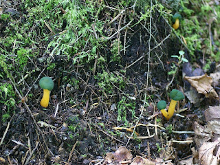 Léotie visqueuse - Leotia viscosa