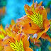 Stunning Orange & Yellow Lilies