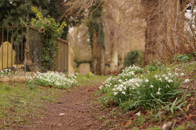 wild flowers at the end of winter, start of spring 