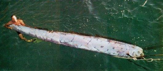 Misteri Oarfish, Ikan Purba Yang Erotis [ www.BlogApaAja.com ]