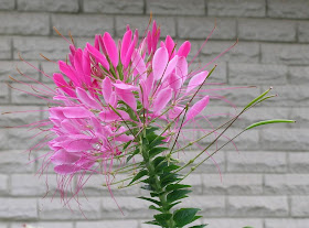 flor cleome spinosa