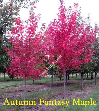 Autumn Fantasy Maple4