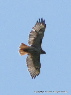 Red-tailed Hawks