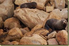 Seal 1