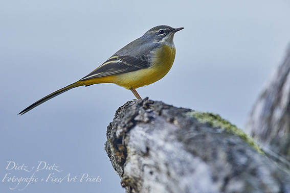 Gebirgsstelze (Motacilla cinerea)