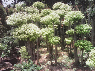 http://mulyaasritaman.blogspot.com/2015/05/tukang-bonsai-taman-pohon-bonsai-anting.html