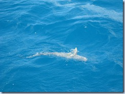 Remora swimming behind boat at Francis Bay, St. Johns