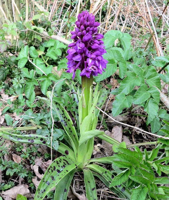 Orchis mâle