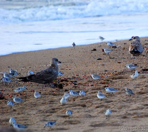 16. gulls n peeps-kab