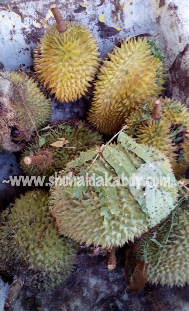 Musim Durian Kembali lagi