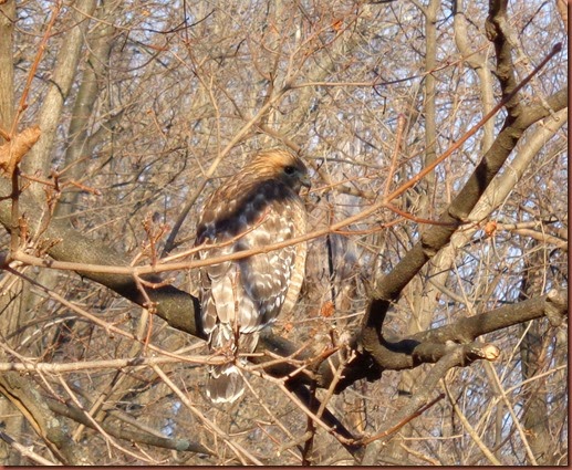 closeuphawk1