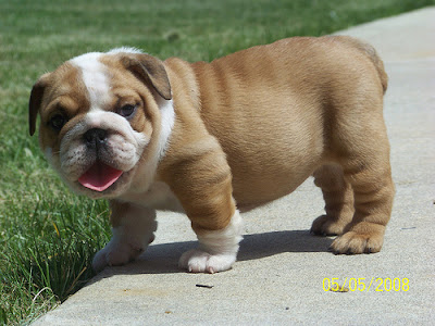 English Bulldog Puppy Training Basics