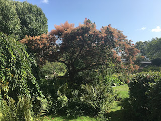 tree in Bristol Abbey Garden