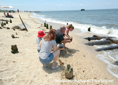 Horseshoe Crab Conservation on Highbee Beach in Cape May, New Jersey