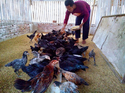  Kebutuhan telurayam kampung setiap hari ternyata berbagai Begini Caranya Membuuat Ayam Kampung Bertelur Setiap Hari