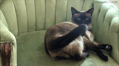 Funny animal gifs - part 11 (10 gifs) | Amazing Creatures