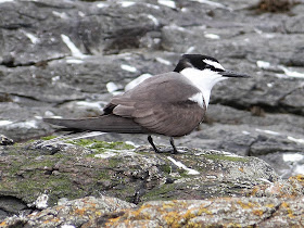 Bridled tern - Farne Islands, Northumberland - David Kinchin-Smith