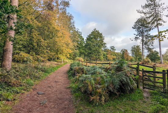 The Broxbourne Wood medium trail