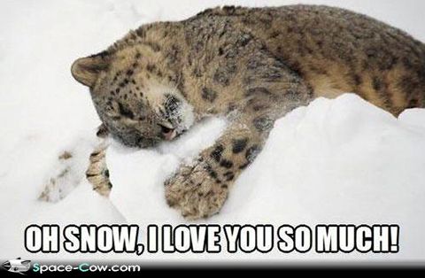 ... animals humor funny animals funny message funny pictures i love snow
