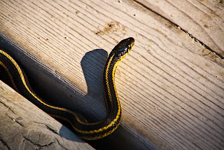 Dangerous and Colorful Snakes