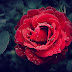 The Enchanting Beauty of Roses: A Tale of Love, Symbolism, and Timeless Elegance