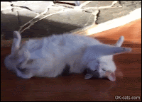 Crazy Cat GIF • Amazing funny cat sleeping on her back in very weird position. Cute and crazy kitty