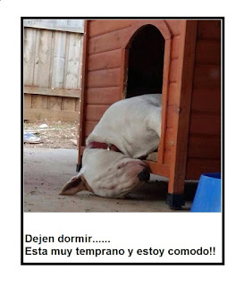 IMAGENES GRACIOSAS DE BULL TERRIER PARA COMPARTIR