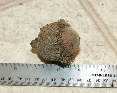 burr oak acorn