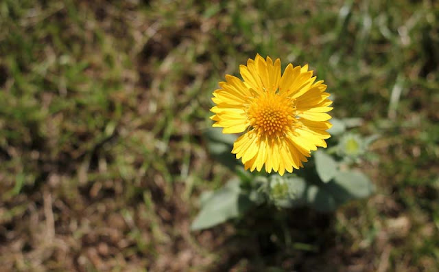 Gaillardia Grandiflora Mesa Yellow Flowers