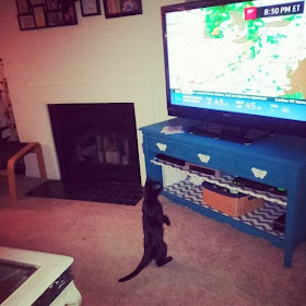 Funny cats - part 78 (35 pics + 10 gifs), cat pics, cat watches weather report on tv