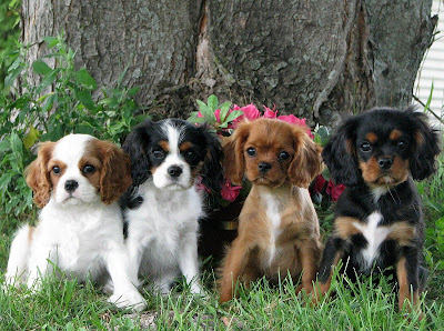 Cavalier King Charles Spaniel Picture