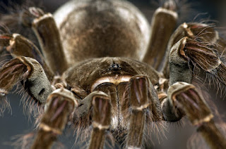 Foto de uma aranha Theraphosa blondi