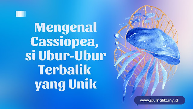 Cassiopea merupakan ubur-ubur terbalik yang ada di perairan dangkal