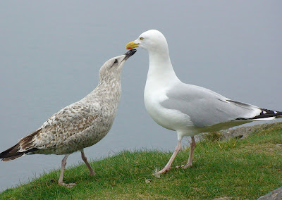 Herring Gull (Larus argentatus)