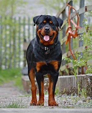 Chó Rottweiler