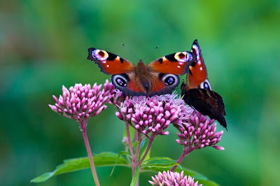 Mariposas