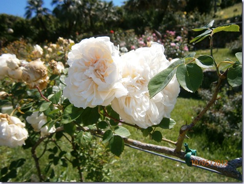 Giardino iris e rose 308
