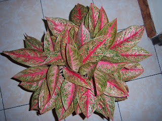 Aglaonema Red Legacy