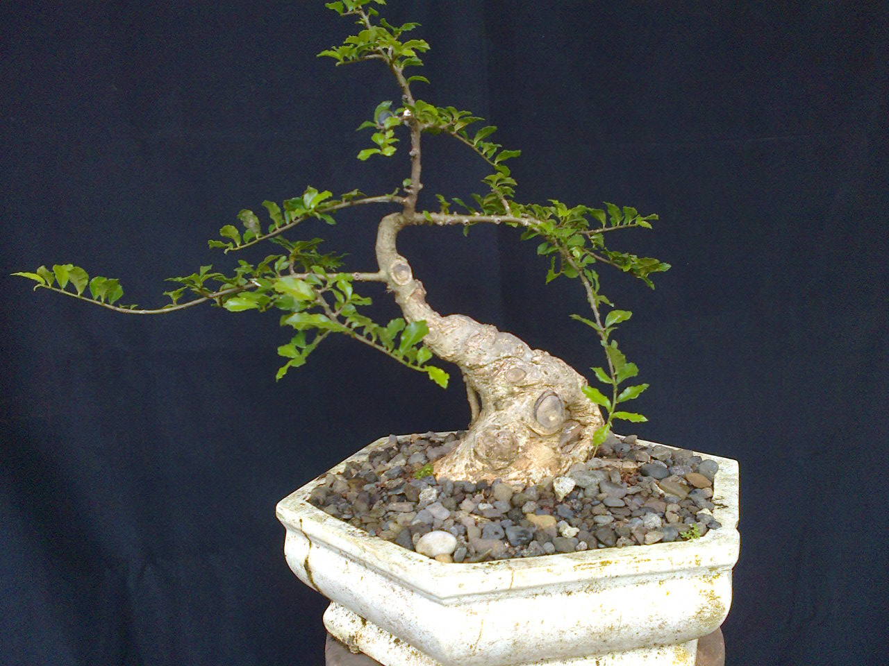 artaprso Bonsai Serut Bakalan 