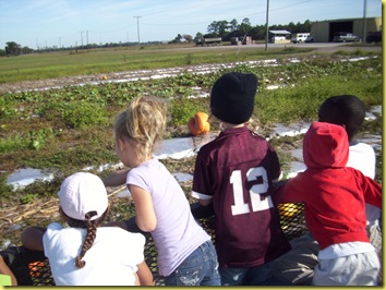 Corn maze 033