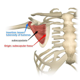 Subscapularis Muscle