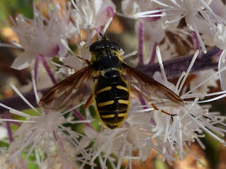 Sericomyia chrysotoxoides