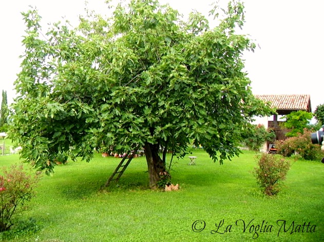 Maso di Villa a Susegana