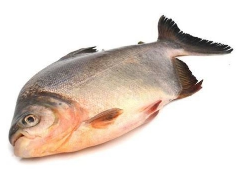 Doença da Urina Preta preocupa produtores e consumidores de peixe