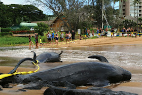 pphoto courtesy Hawaii Department of Land and Natural Resources