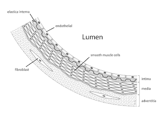 Arter duvarının anatomisi