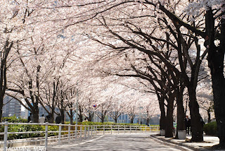 The sakura arch, at Shinkawa, along Sumida River, in Tokyo