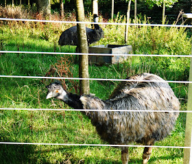 The Lost Gardens of Heligan, Cornwall - emus Queenie and Edmund